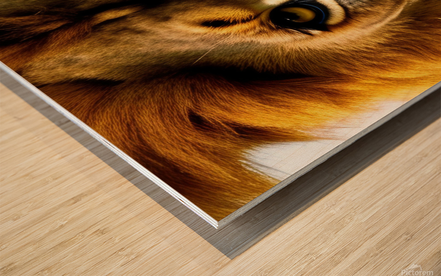 One Glance. Lion Wood print