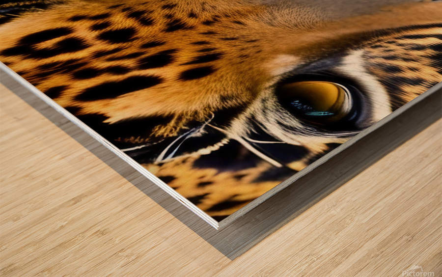 Tiger Eyes  Wood print