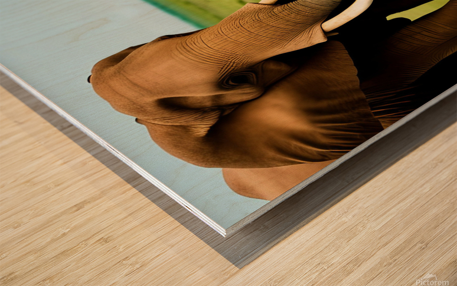 Elephant Love.  Wood print