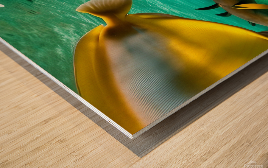 The Tail End. Wood print