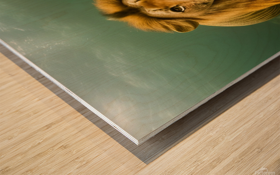 Lion. Playtime. Wood print