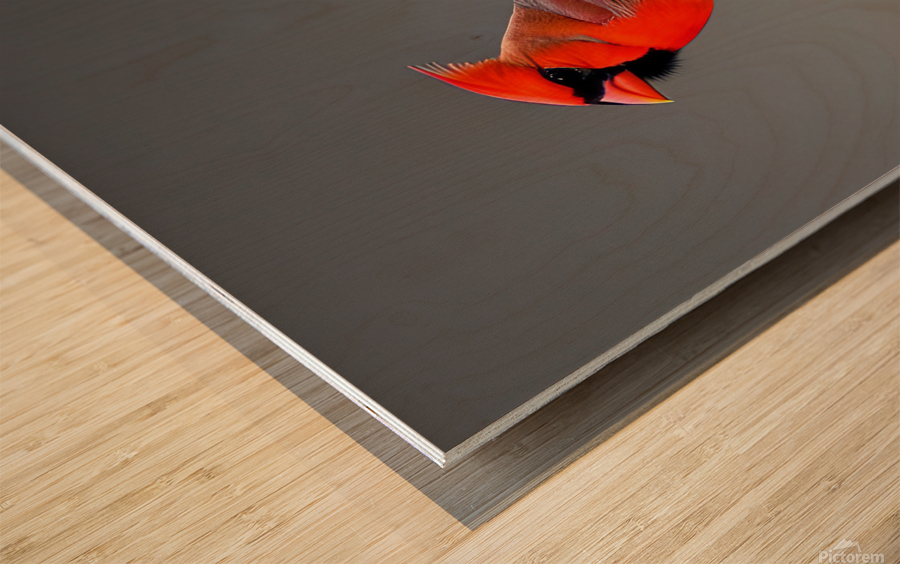 Unamused. Cardinal. Wood print