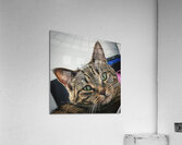 Crazy Cat Acrylic Print