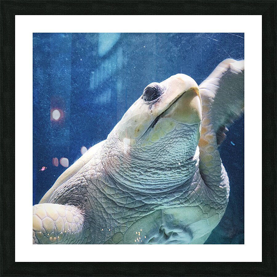 Mother Turtle Picture Frame print