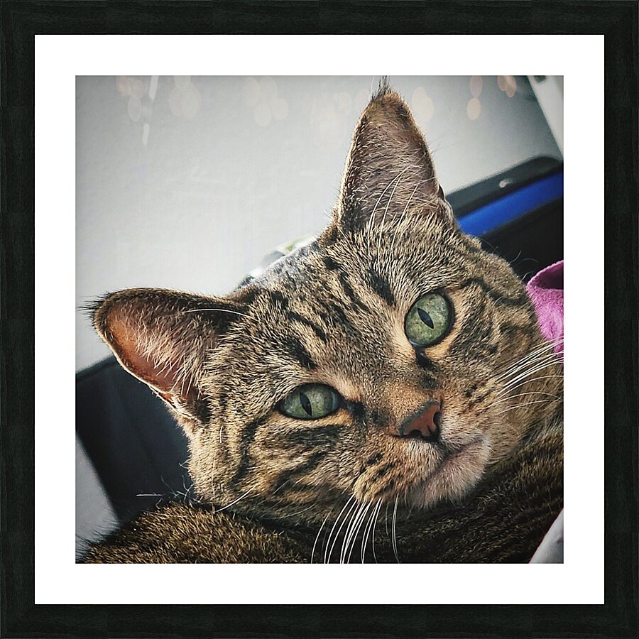 Crazy Cat Picture Frame print