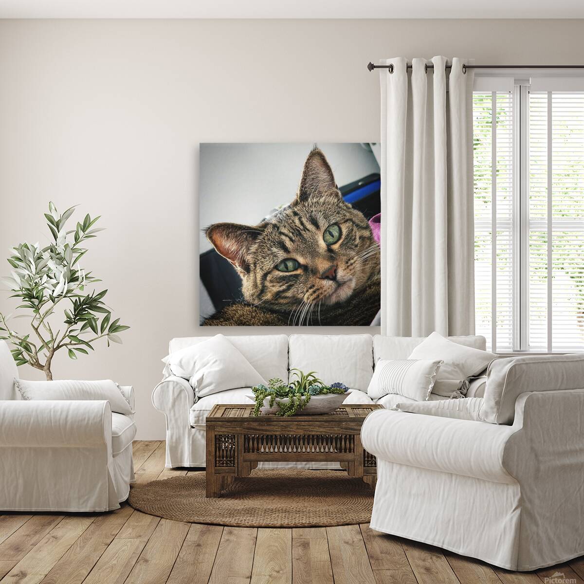 Crazy Cat Reproduction