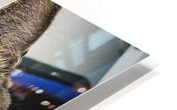 Crazy Cat HD Metal print