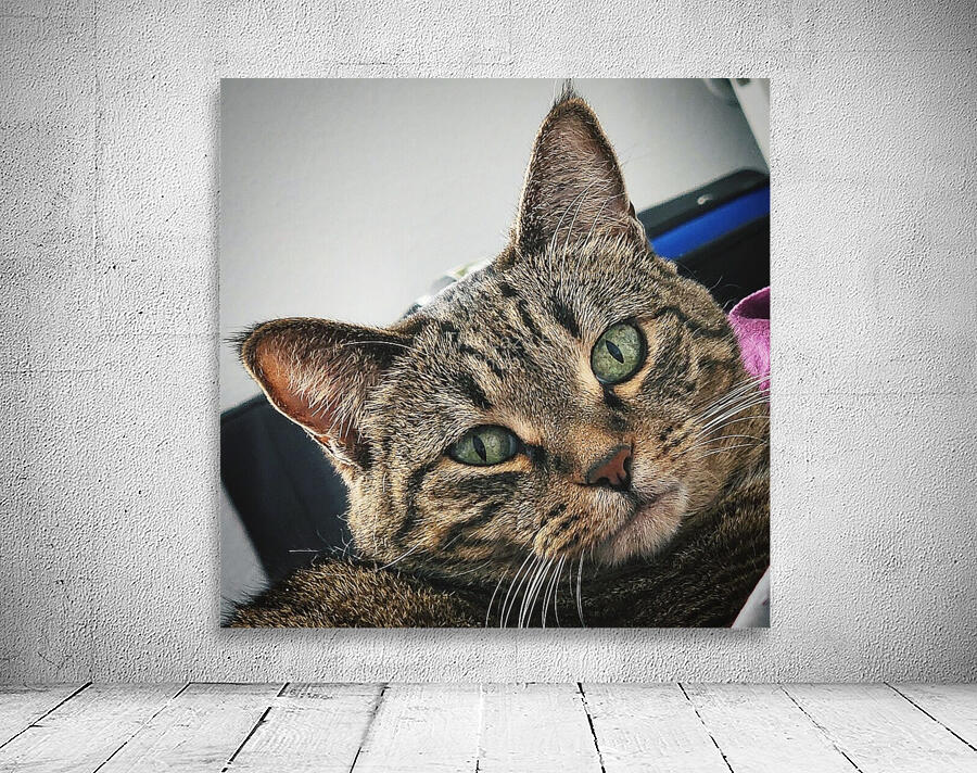 Crazy Cat Wall Preview