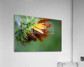 Sunflower Acrylic Print