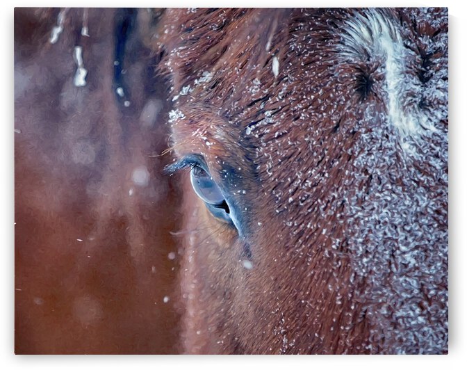 Snow horse by Marie-Claude Berard