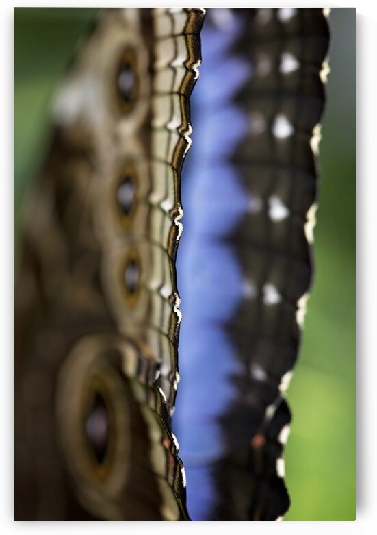 Blue Morpho by Marie-Claude Berard
