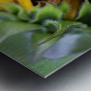 Sunflower Metal print