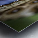 Blue Morpho Metal print