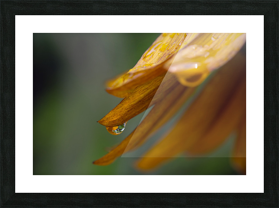 Sunflower Droplet Picture Frame print