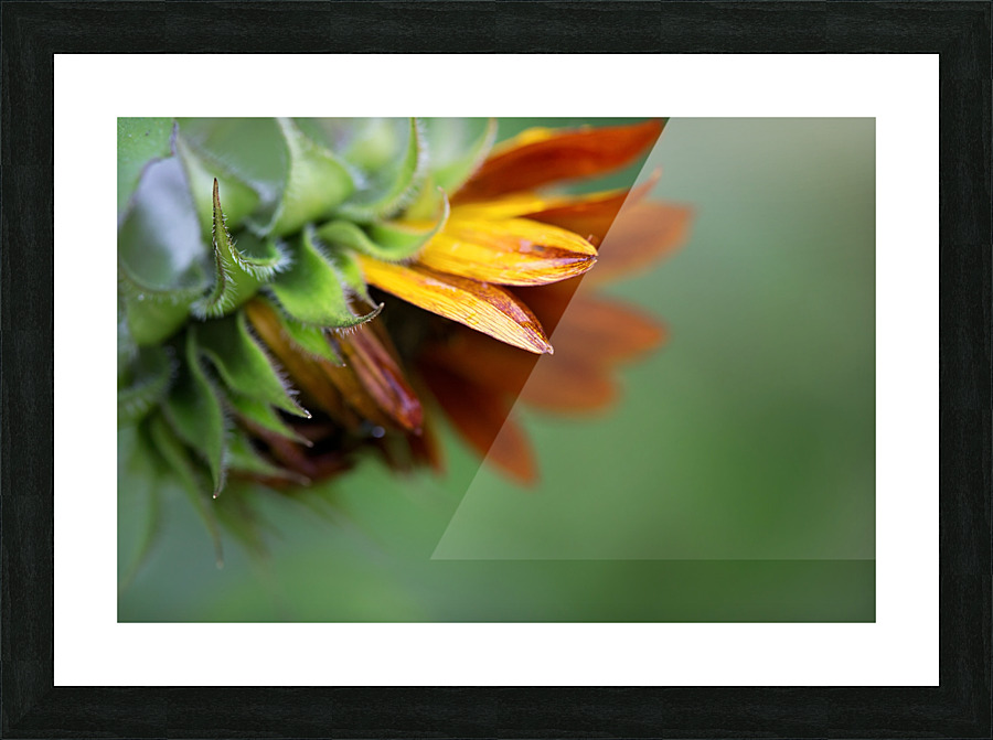Sunflower Picture Frame print