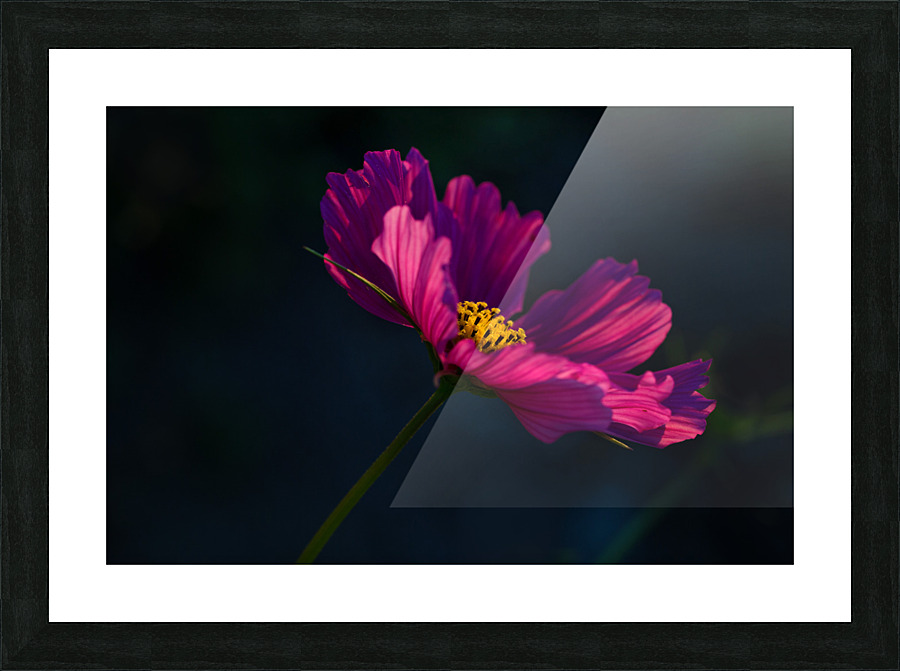 Cosmos flower Picture Frame print