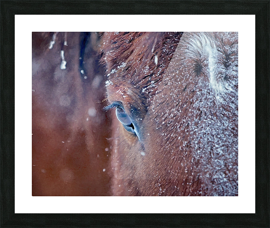 Snow horse Picture Frame print