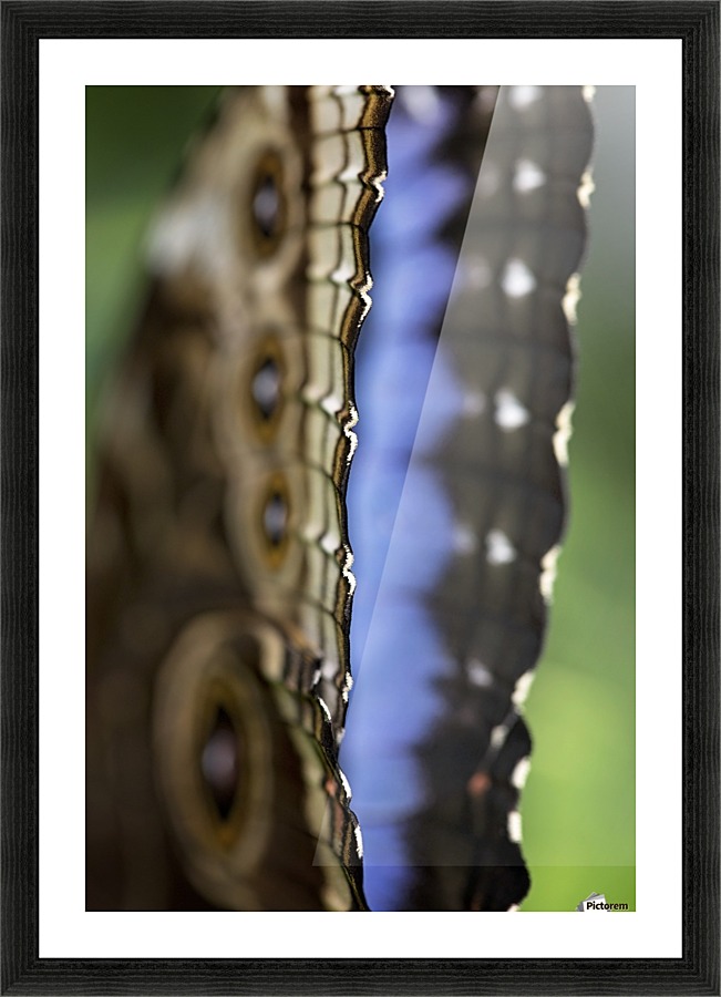Blue Morpho Picture Frame print