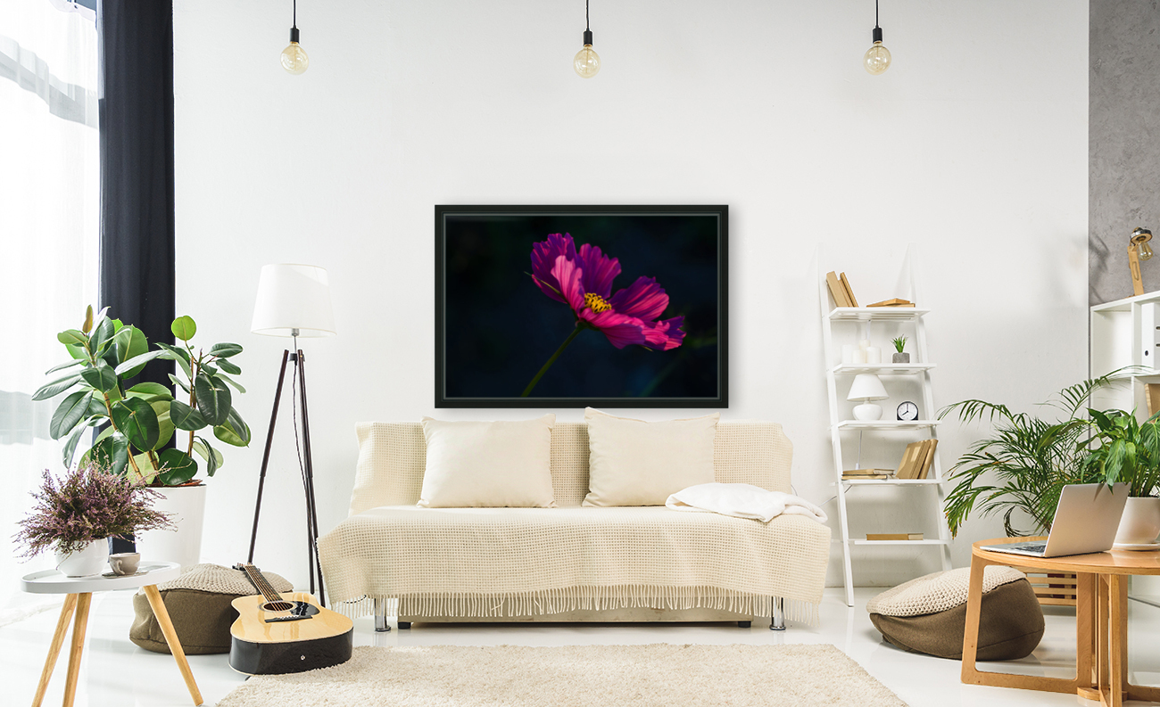 Cosmos flower Reproduction