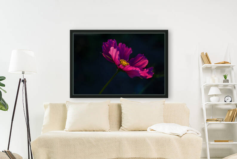 Cosmos flower by Marie-Claude Berard