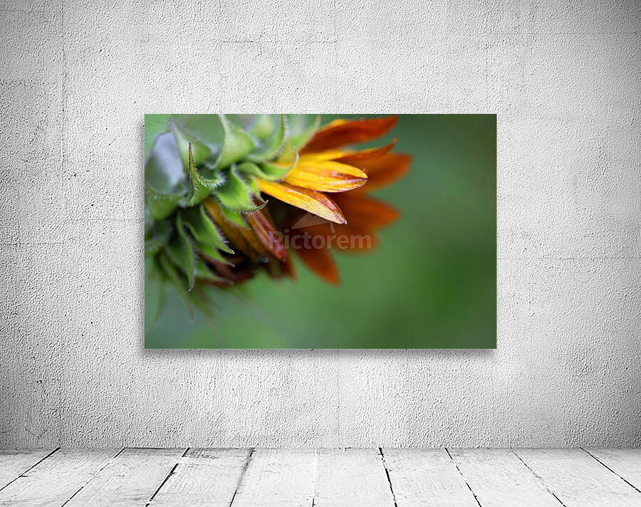 Sunflower Wall Preview
