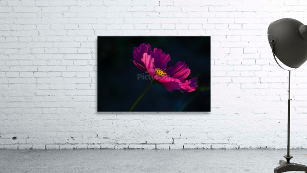 Cosmos flower Wall Preview