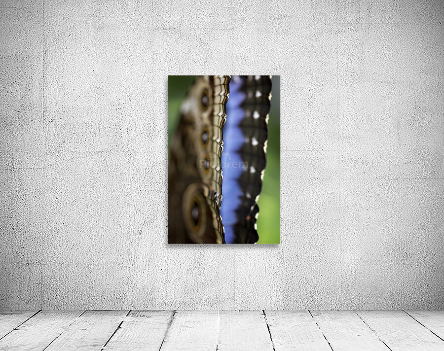 Blue Morpho Wall Preview