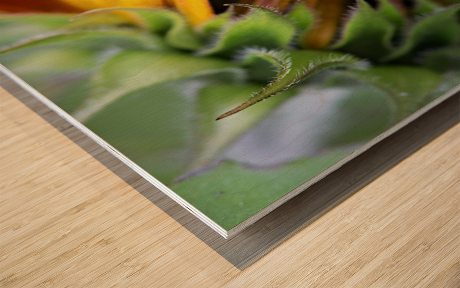 Sunflower Wood print