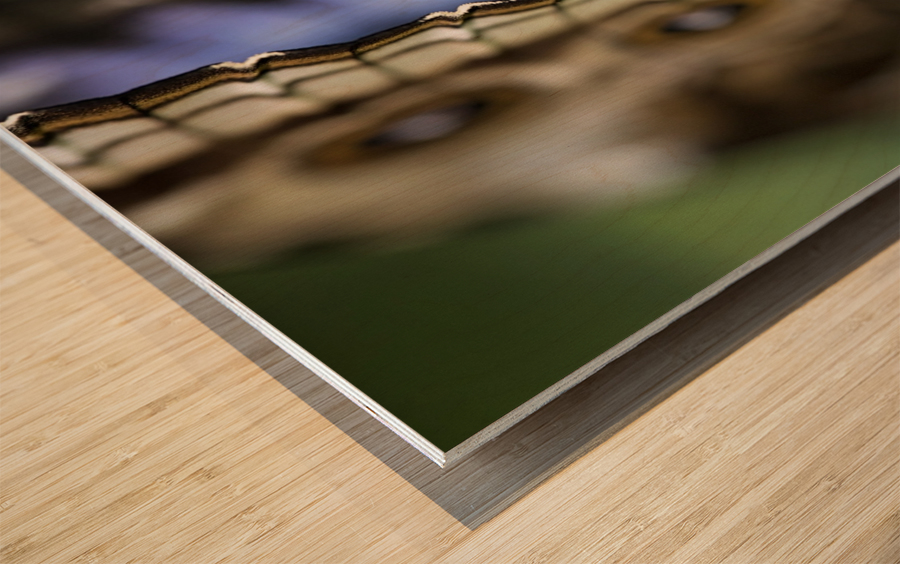 Blue Morpho Wood print
