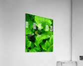 Greens Growing Acrylic Print