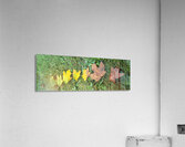 life Acrylic Print