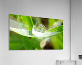Large Dew Drop on a leaf Acrylic Print