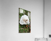 Mask Acrylic Print