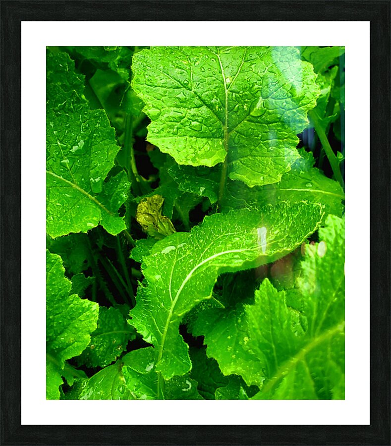 Greens Growing Picture Frame print