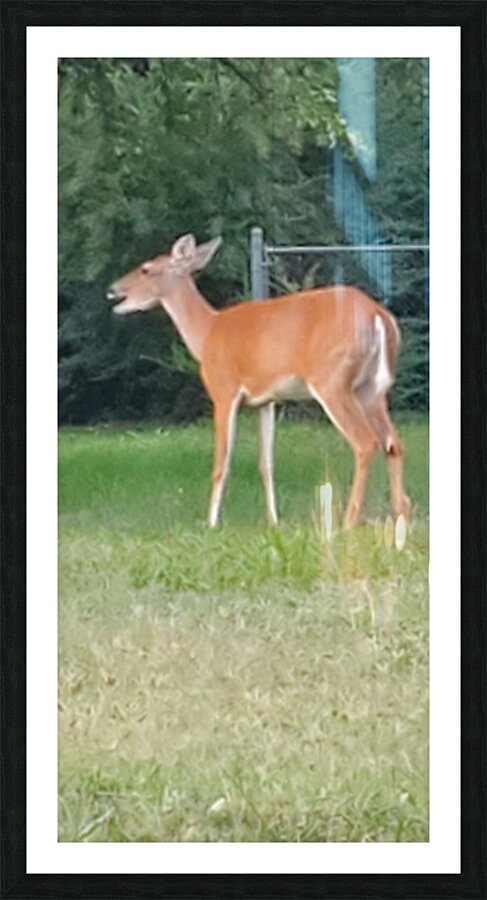 deer today Picture Frame print