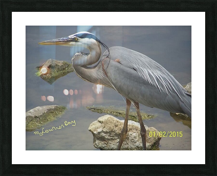 Swan Moment Picture Frame print
