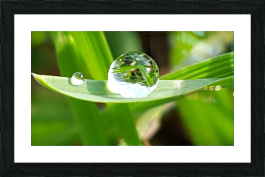 Large Dew Drop on a leaf Picture Frame print