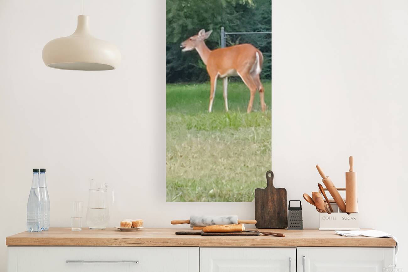 deer today Reproduction