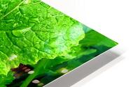 Greens Growing HD Metal print