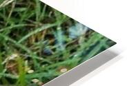 life HD Metal print