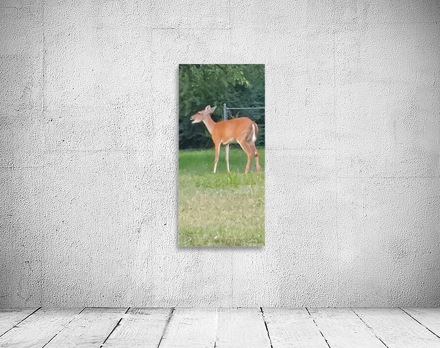 deer today Wall Preview