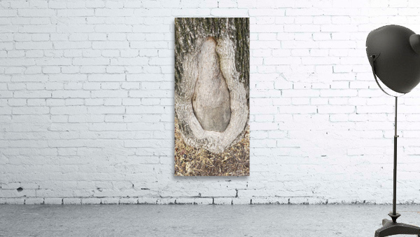 Tree Designs Wall Preview