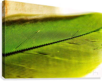 Minimalism feather 03 Canvas Print
