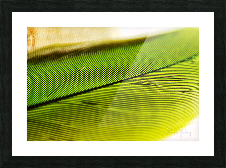 Minimalism feather 03 Picture Frame print