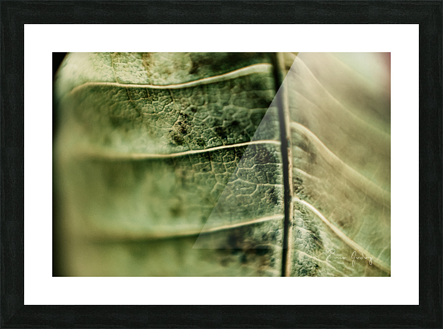 DryLeaf mango 1 Picture Frame print