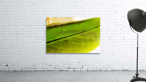Minimalism feather 03 Wall Preview