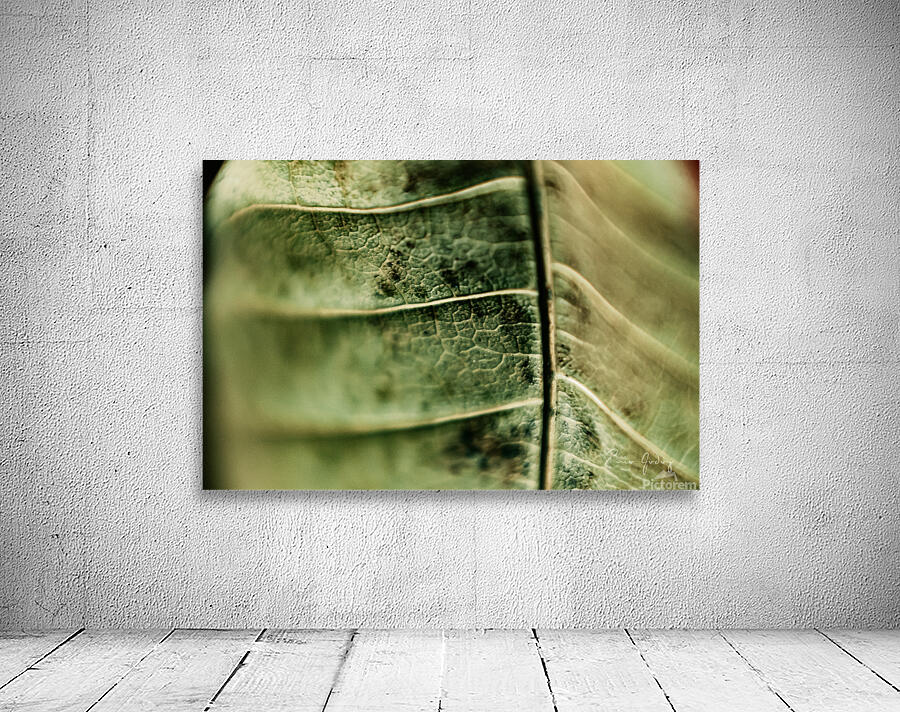 DryLeaf mango 1 Wall Preview