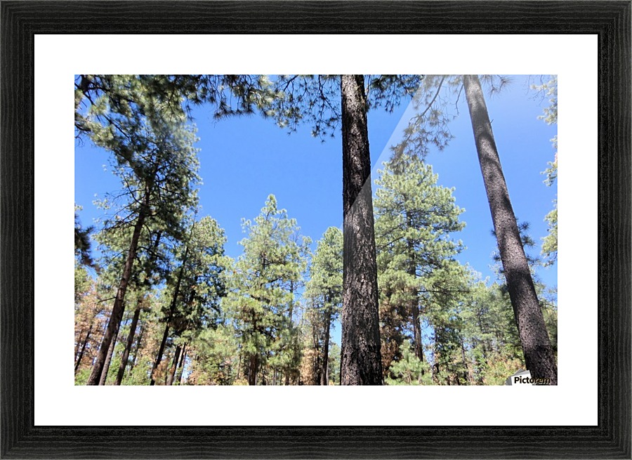 Trees 4 Picture Frame print
