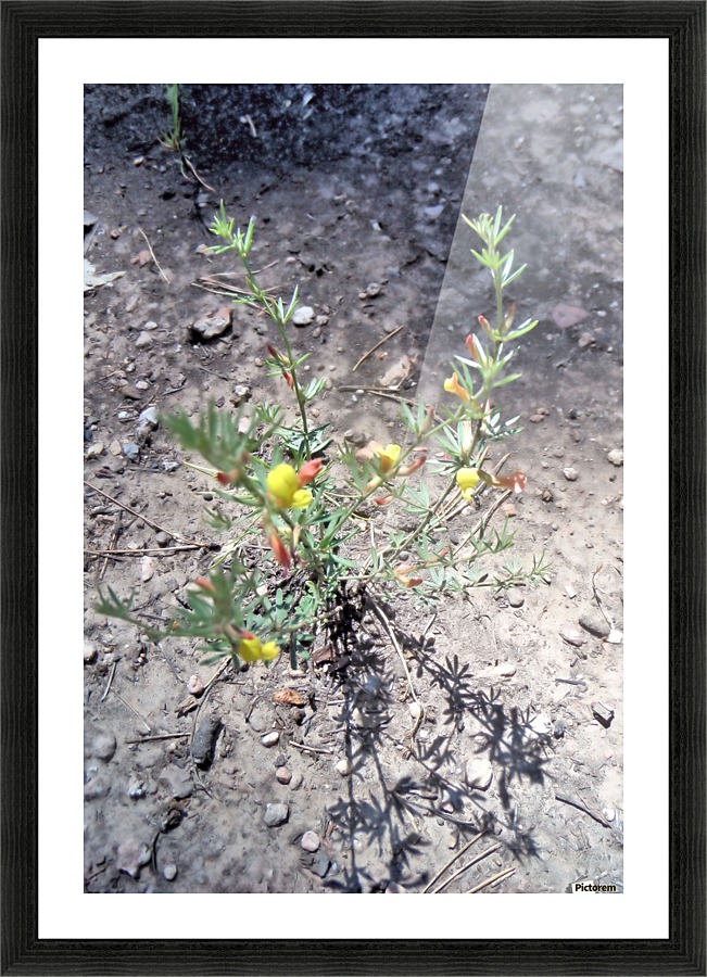 New Growth flower Picture Frame print