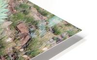 Cactus  HD Metal print